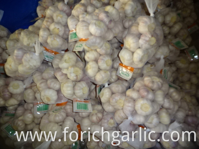 Normal Fresh Garlic Size 5 0